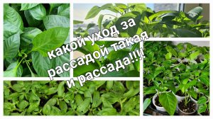 Перец не растёт? Или как  никудышная рассада перца в апреле уже зацвела.)))