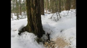 В гости к Дятлу