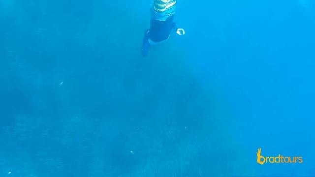 Sardine Run at Panagsama Beach, Moalboal by Brad Tours Cebu, Philippines смотреть онлайн