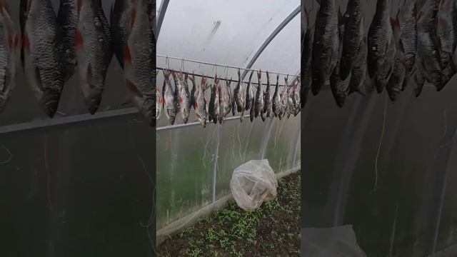вяленая плотва в парнике