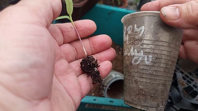 Пикирую сладкий перчик.