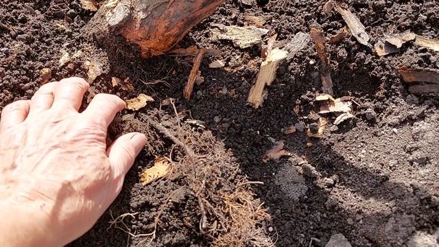 Вымерзание роз смотреть онлайн