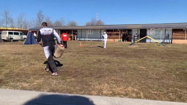 1 Отл. КЧК Negus Karil's ALAN +++ №22 / КЧК БРОННИЦЫ 16 марта`25 P.Firic Моно немецких овчарок