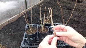 Весенняя обрезка метельчатых гортензий однолетних и двухлетних саженцев.✂️