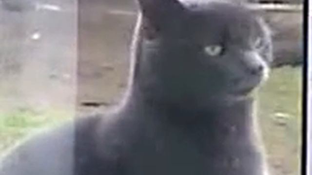 Саня открой!