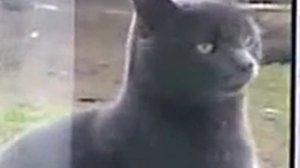 Саня открой!