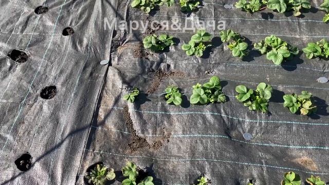 Как сделать круглые отверстия на агроткани