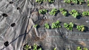 Как сделать круглые отверстия на агроткани