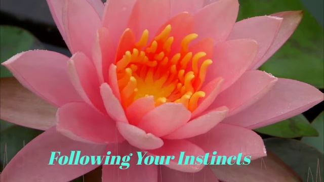 Following Your Instincts~by~John (Jomen) Nelson смотреть онлайн