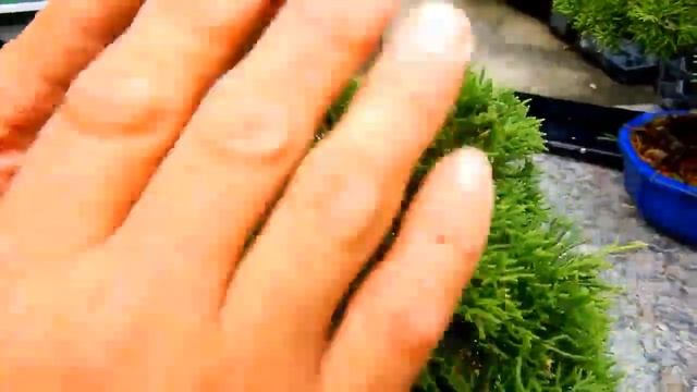 how to pruning juniperus, trimming juniper bonsai #1 смотреть онлайн
