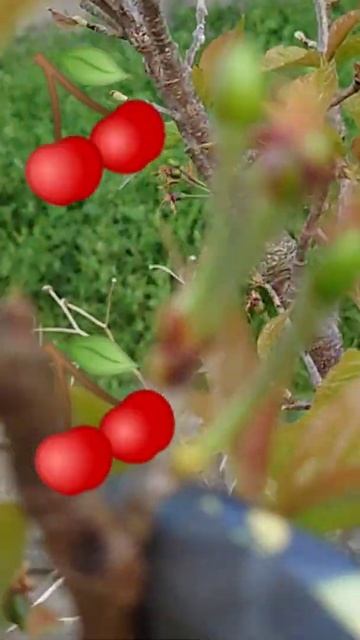 CHERRY TREE🍒FLOWERS SIMILAR TO CHERRY BLOSSOMS🌸／#flowers #cherrytree #edible #botanical／#shorts смотреть онлайн