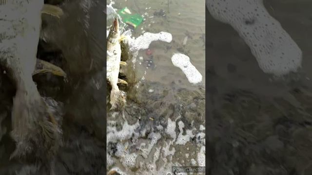 НМРToday(17 марта 2025г)! OnlyCast! Catch &Release Priority!!!