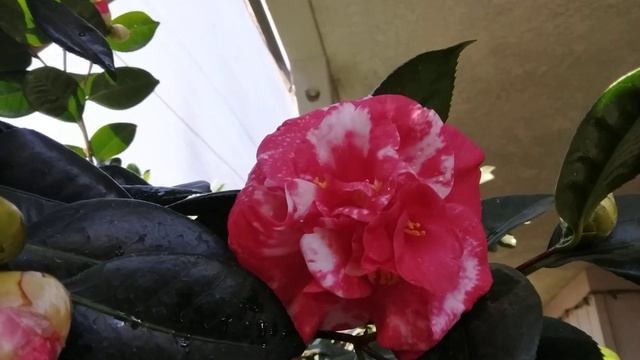 La matizada flor de Camelia!! смотреть онлайн