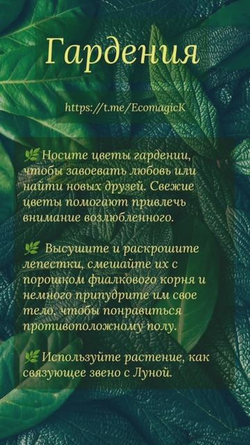 травы в магии