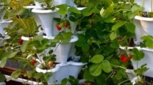 Вьющаяся садовая клубника выбор сорта и рассады, уход, пересадка