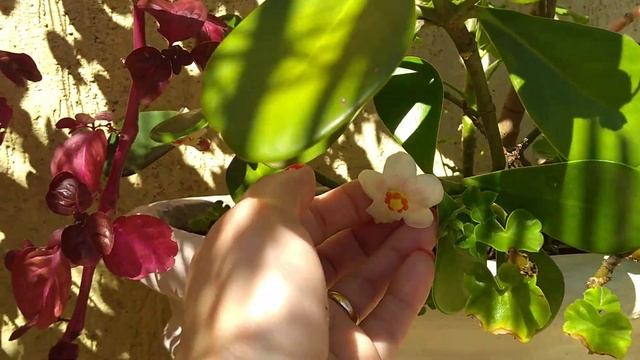 Flor da Clusia смотреть онлайн