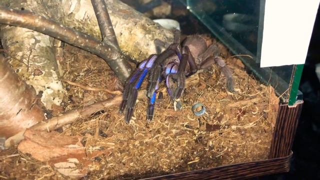 Электрик Блю Хилобрахис ⚡️ so fast & aggressive 🤪 смотреть онлайн