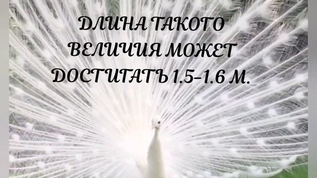 Какой красивый павлин! смотреть онлайн