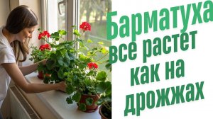 Барматуха Дзамболата. Все растет как на дрожжах.