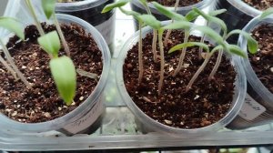 сею томаты для открытого грунта..рассада на 17.03.2025