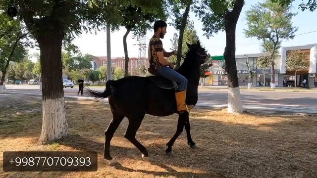 Тошкентда 1 та қора от сотилади! Онлайн от бозор! ОТ смотреть онлайн