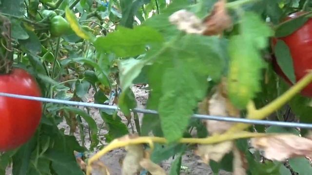 Rosii in septembrie смотреть онлайн