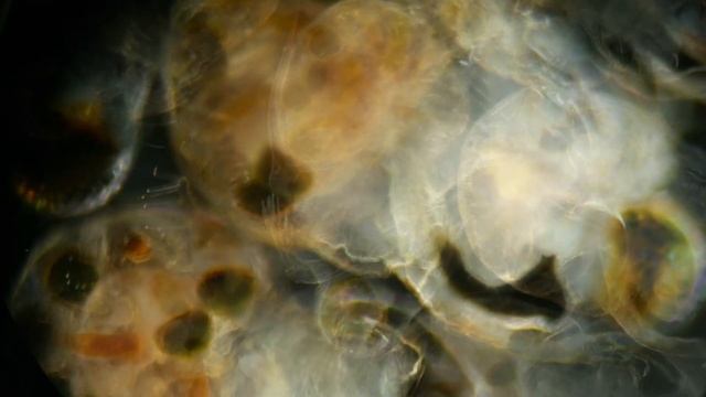Okogłów (Polyphemus pediculus) z bliska [4K]. Water fleas close-up [4K] смотреть онлайн