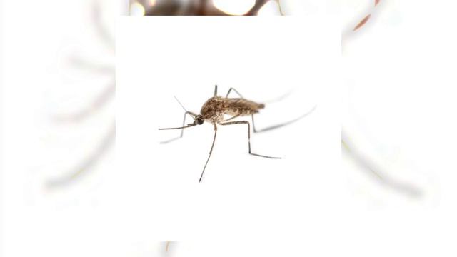 Комар. [sped up] смотреть онлайн