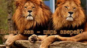 Почему лев – царь зверей? 5 причин величия африканского короля