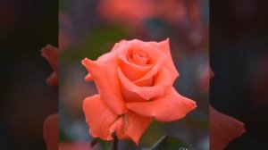 Just Tangerine coloured Roses 🌹🌹🌹