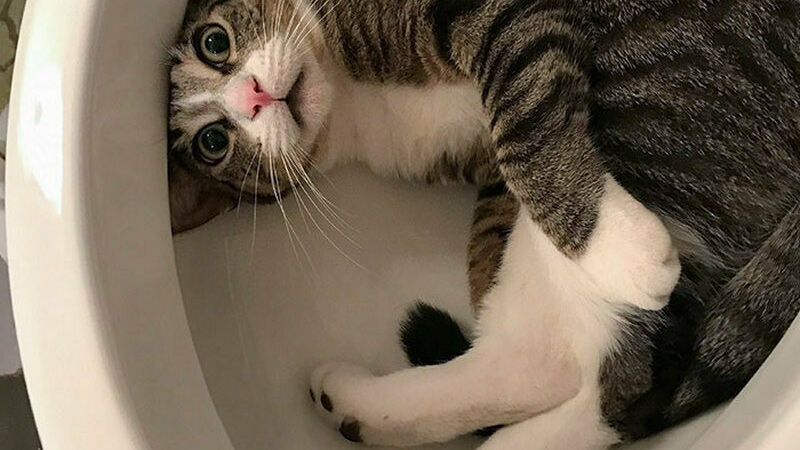 19 ноября-день сантехника. смотреть онлайн