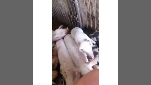 На ферме моей бабушки