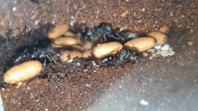 Harpegnathos venator смотреть онлайн