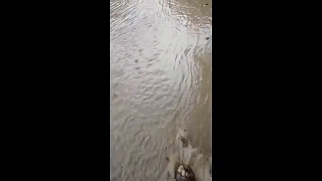 с.Орестівка 29.06.2018 смотреть онлайн