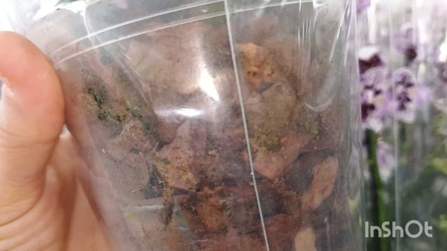 Цветочный рынок,новый магазин с орхидеями!/17.03.25/ смотреть онлайн