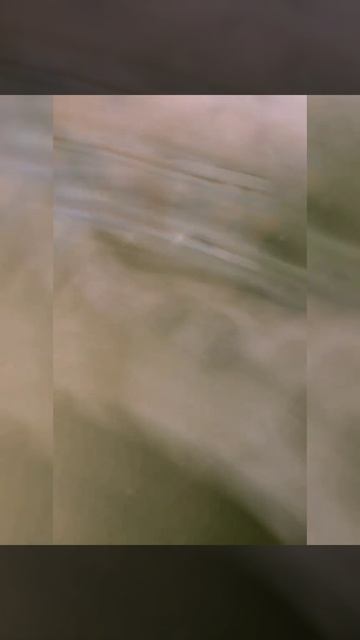 Смешное видео с животными - танцующая собачка - смотреть до конца эпичная концовка /Fake💃🐶 смотреть онлайн