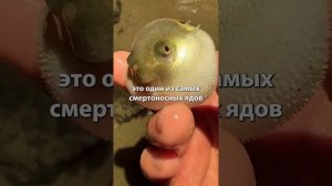 Дельфины употребляют яд рыбы фугу чтобы покайфовать _факты _дельфины