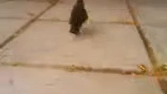 Галка-2 смотреть онлайн