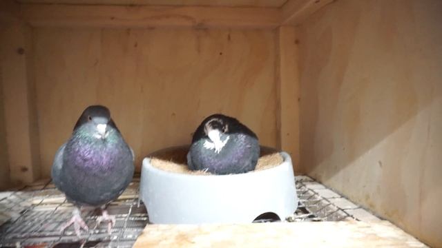 Starting 2020 with more pigeon eggs! смотреть онлайн