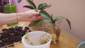 Орхидеи Горизонты. Пересадка после наращивания корней. Пересадка после потери корней.