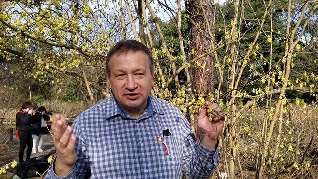 Corylopsis means "hazel-like" смотреть онлайн