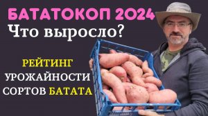 Бататокоп 2024. Рейтинг сортов батата. Уборка батат и урожайность