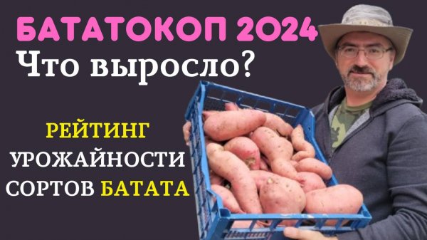 Бататокоп 2024. Рейтинг сортов батата. Уборка батат и урожайность