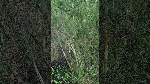 Ковыль для путешествий, общения и коммуникации. смотреть онлайн