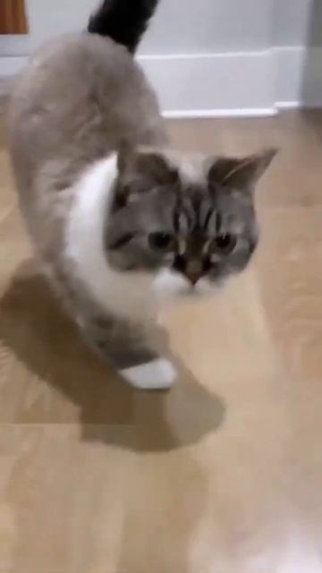 Cover your ears...Pooky’s got some bad words to say! (Sound on!) 😂#SHORTS смотреть онлайн