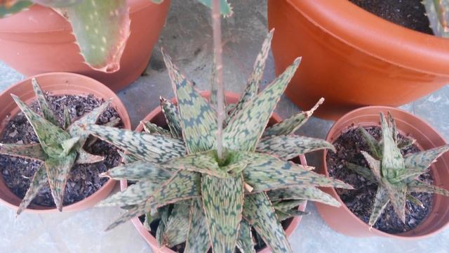 Aloe Saponaria. Aloe Brevifolia. Aloe Cv Pink Blush.