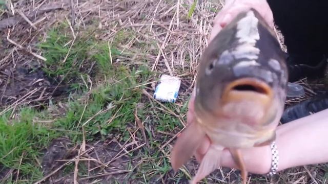 Говорящая рыбка