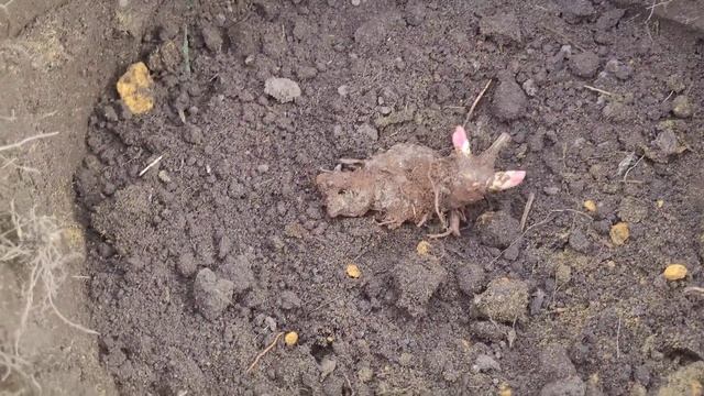 Пион Сара Бернар из Фикс Прайса (весенняя посадка) смотреть онлайн
