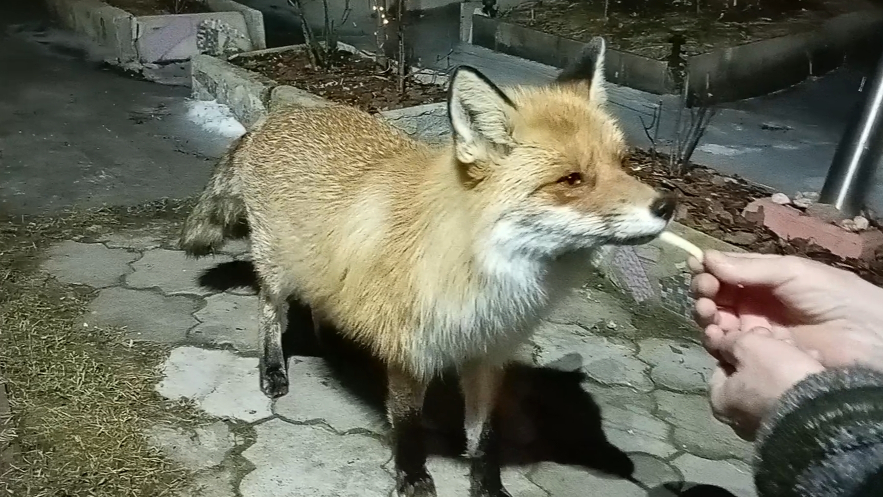 (981) Лиса приходит в гости. Март 2025 смотреть онлайн