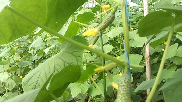 ОСЕННИЙ ОБОРОТ ОГУРЦЫ 2 СЕНТЯБРЯ смотреть онлайн